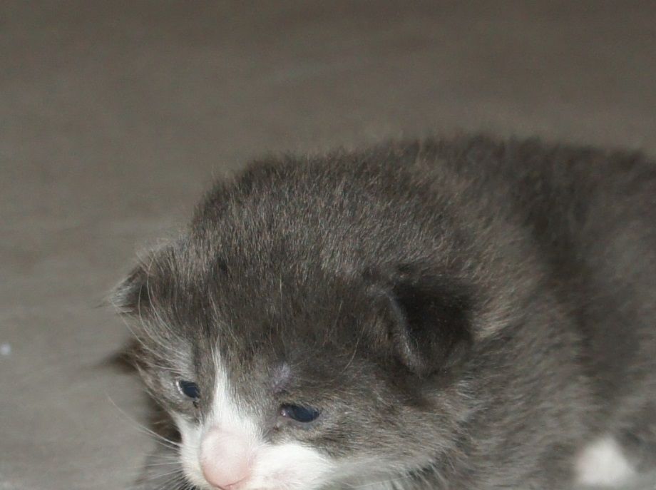 (N) Furunålas Alvin
