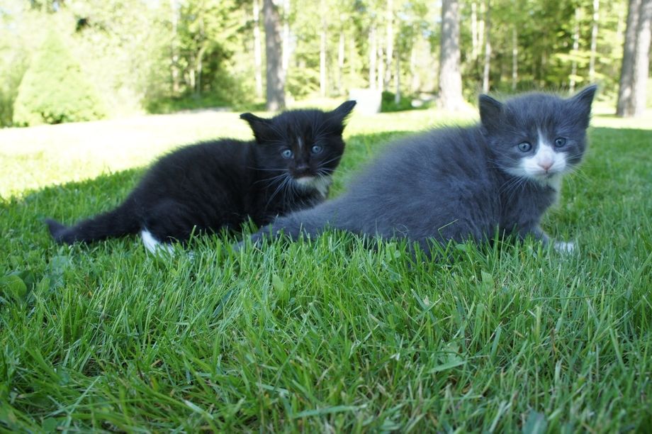 (N) Furunålas Aragon & Alvin