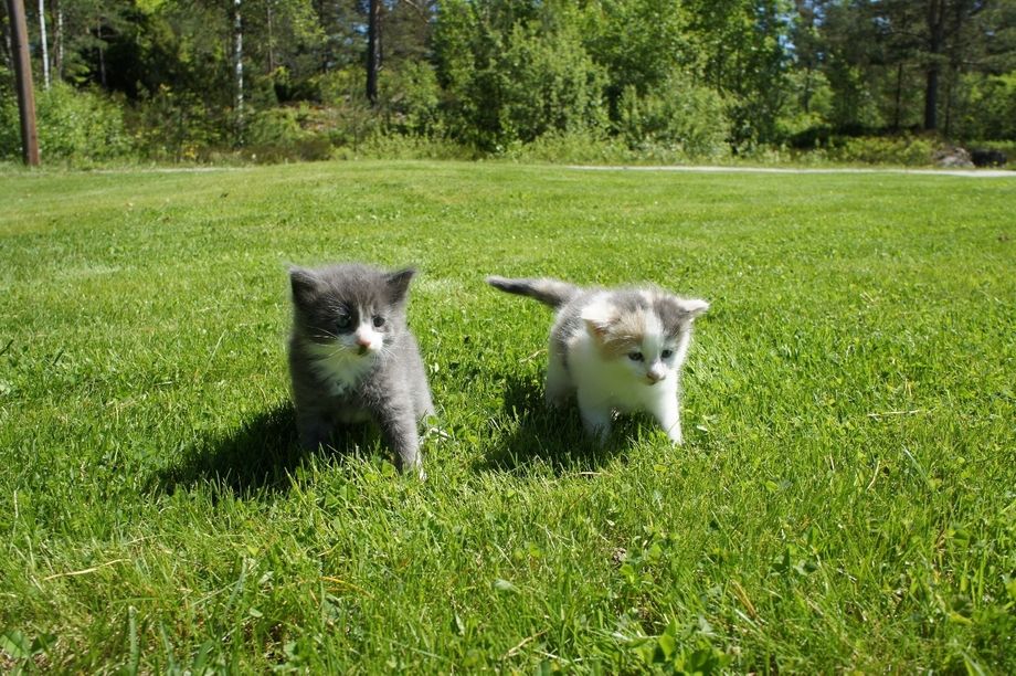 (N) Furunålas Alvin  & Ally 