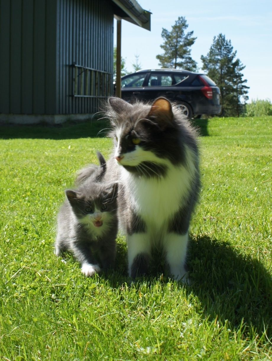 (N) Furunålas Alvin  med mor