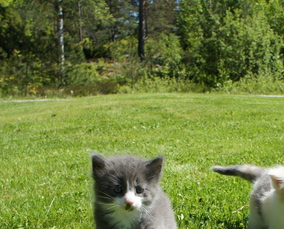 (N) Furunålas Alvin  & Ally
