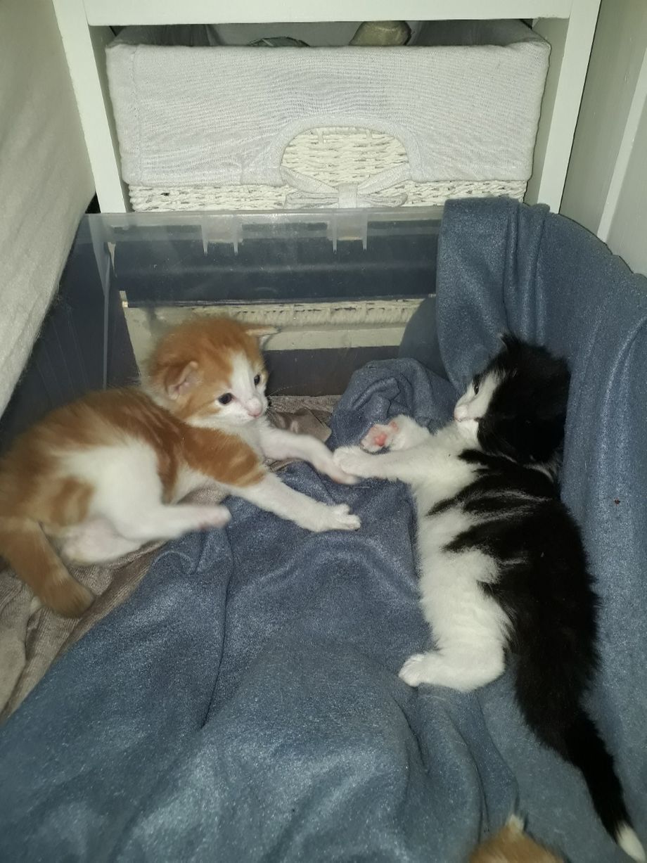 NO*Furunålas Dexter og Domino 