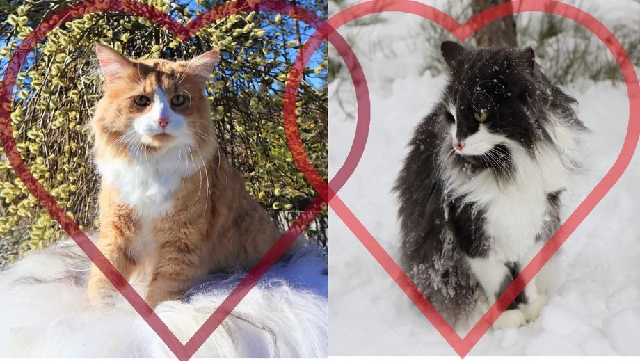 (N)Mestros Iolaus & S*Gräddhyllans Duchess, Far & Mor til G-Kullet