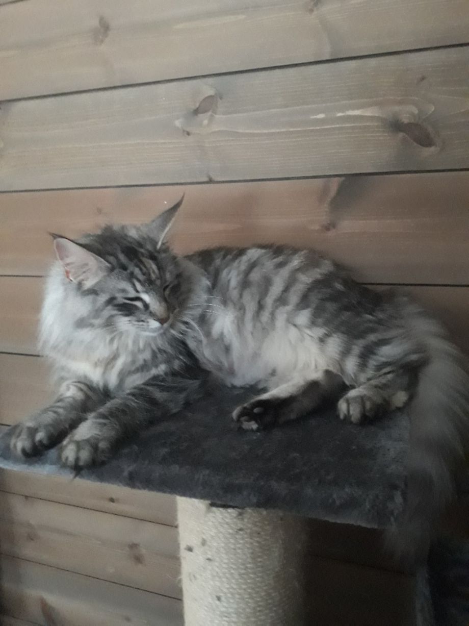 S*Mustelas Kenya (ventende mamma)