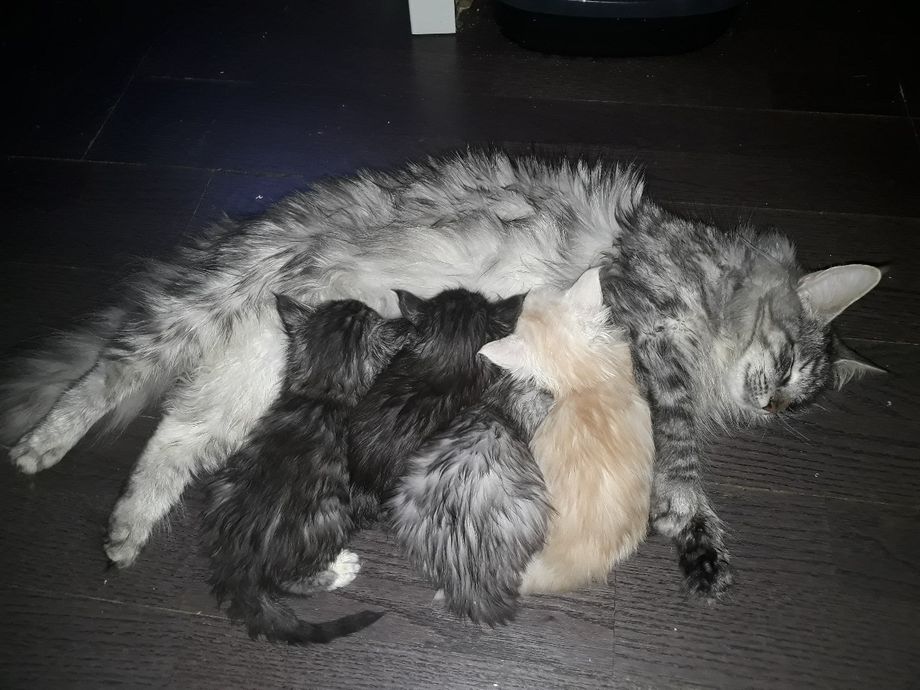 J-kullet 5 uker med mamma Kenya