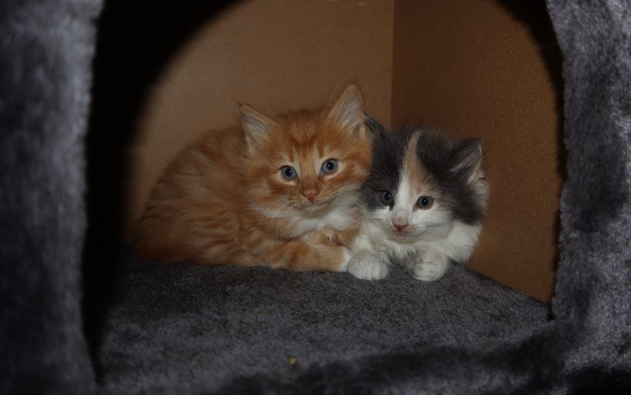 Odin og Olly 6 uker