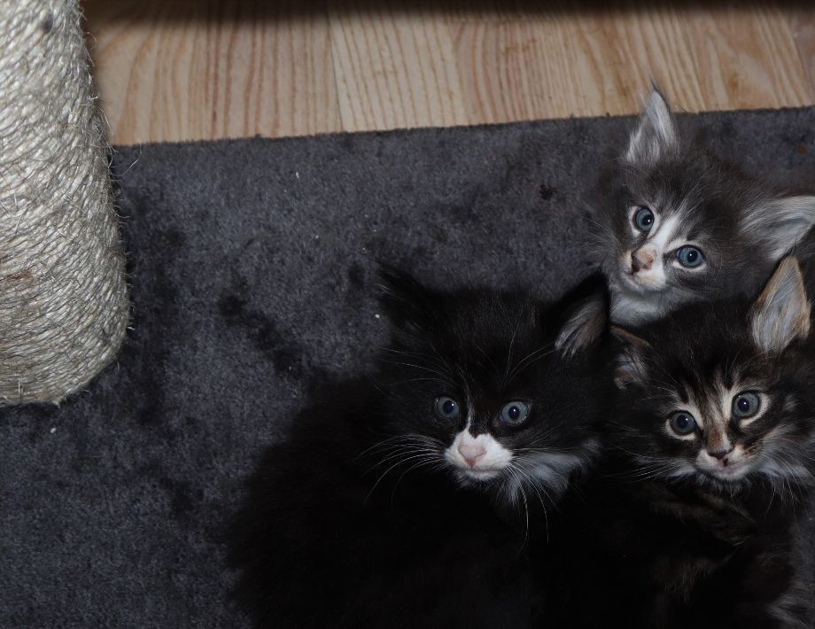 Olivia, Oliver og Odin 6 uker